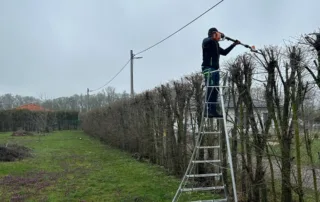 Strihanie živých plotov